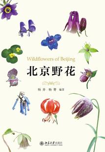 长命锁跨越时空的记忆